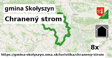 Chranený strom, gmina Skołyszyn