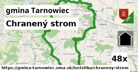 Chranený strom, gmina Tarnowiec