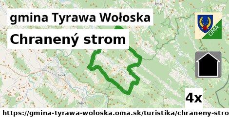 Chranený strom, gmina Tyrawa Wołoska