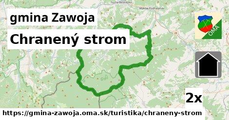 Chranený strom, gmina Zawoja