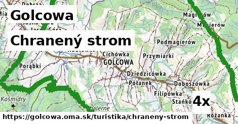 chranený strom v Golcowa