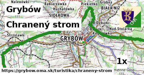 Chranený strom, Grybów