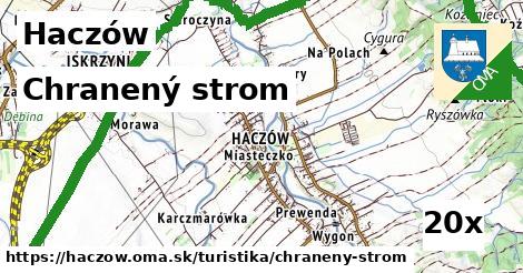 chranený strom v Haczów