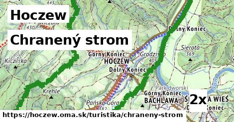 Chranený strom, Hoczew