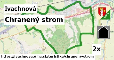 Chranený strom, Ivachnová