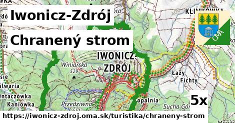 Chranený strom, Iwonicz-Zdrój