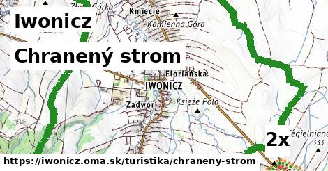 Chranený strom, Iwonicz