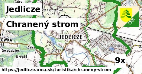 Chranený strom, Jedlicze