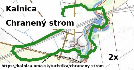 chranený strom v Kalnica