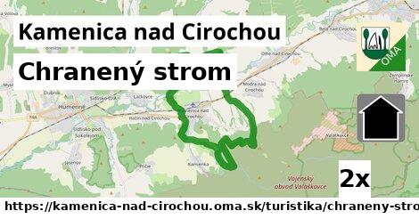 Chranený strom, Kamenica nad Cirochou