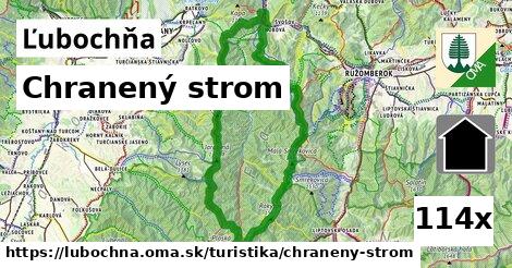 chranený strom v Ľubochňa