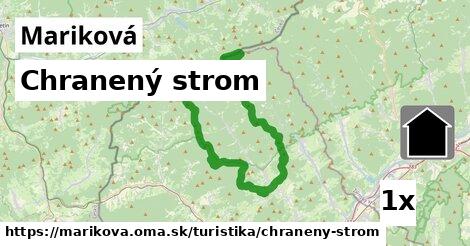 Chranený strom, Mariková