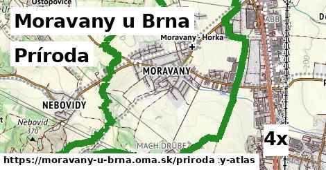 príroda v Moravany u Brna