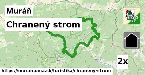 Chranený strom, Muráň