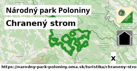 Chranený strom, Národný park Poloniny