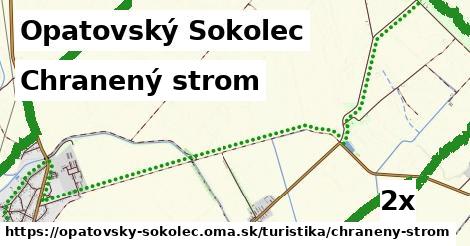 chranený strom v Opatovský Sokolec