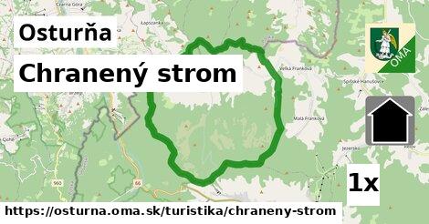 Chranený strom, Osturňa