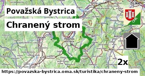 Chranený strom, Považská Bystrica