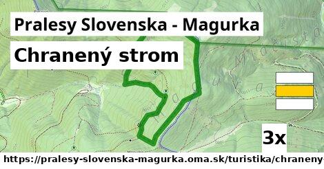 chranený strom v Pralesy Slovenska - Magurka
