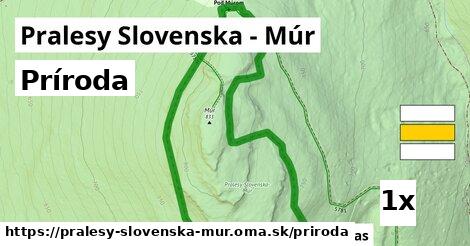 príroda v Pralesy Slovenska - Múr