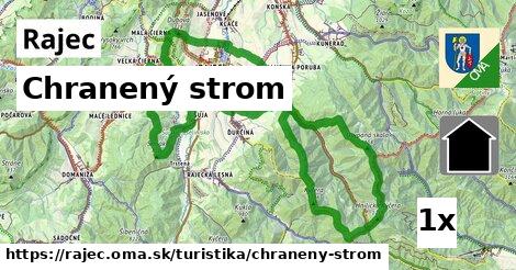 Chranený strom, Rajec