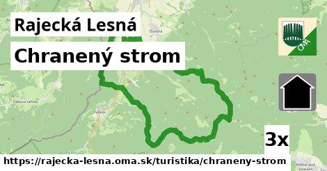 Chranený strom, Rajecká Lesná