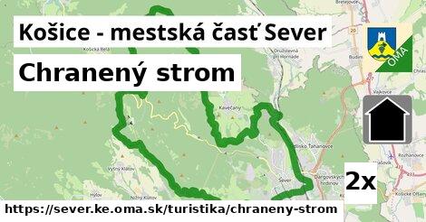 Chranený strom, Košice - mestská časť Sever