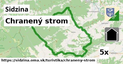 chranený strom v Sidzina