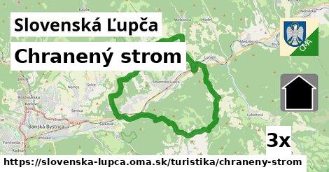 Chranený strom, Slovenská Ľupča