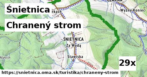 chranený strom v Śnietnica