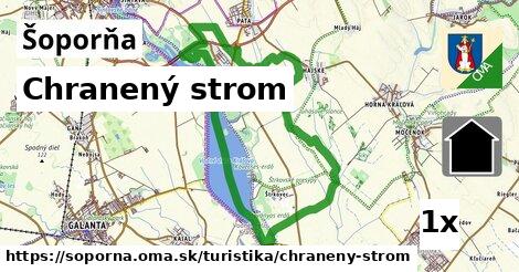 Chranený strom, Šoporňa