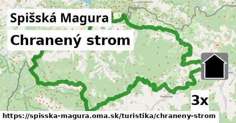 Chranený strom, Spišská Magura