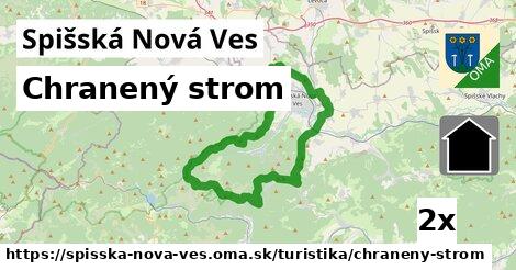 Chranený strom, Spišská Nová Ves