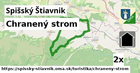 chranený strom v Spišský Štiavnik