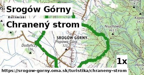 chranený strom v Srogów Górny