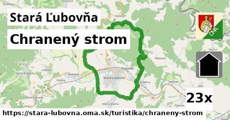 Chranený strom, Stará Ľubovňa