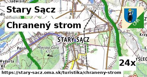 chranený strom v Stary Sącz