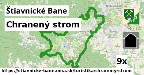 chranený strom v Štiavnické Bane