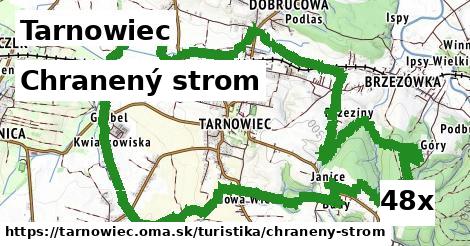 chranený strom v Tarnowiec