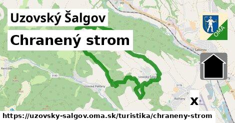 Chranený strom, Uzovský Šalgov