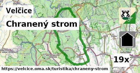 chranený strom v Velčice