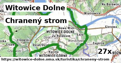 chranený strom v Witowice Dolne