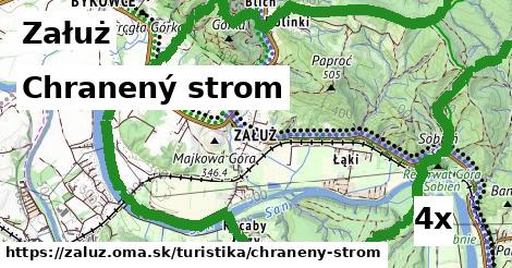 chranený strom v Załuż