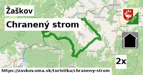 Chranený strom, Žaškov