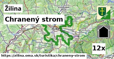 Chranený strom, Žilina