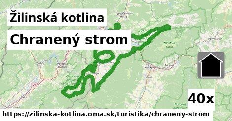 Chranený strom, Žilinská kotlina