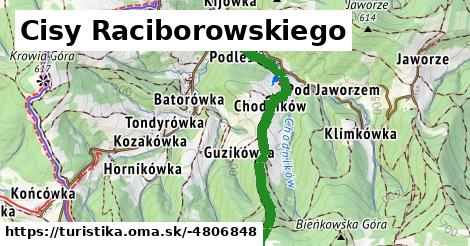 Cisy Raciborowskiego
