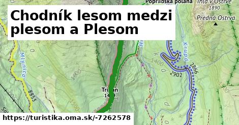 Chodník lesom medzi plesom a Plesom