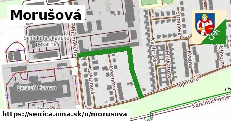 ilustrácia k Morušová, Senica - 332 m