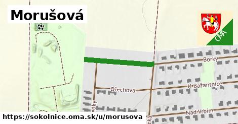 Morušová, Sokolnice